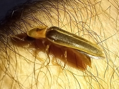 Nyctophila reichii