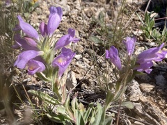 Penstemon eriantherus