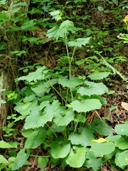 Arnoglossum reniforme