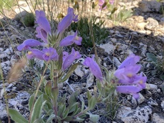 Penstemon eriantherus