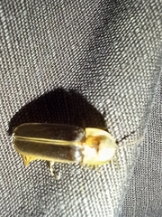 Nyctophila reichii