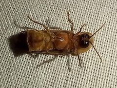 Nyctophila reichii