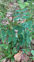 Lathyrus ochroleucus