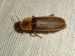 Nyctophila reichii