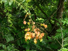 Serjania pyramidata