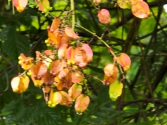 Serjania pyramidata