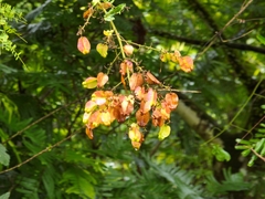 Serjania pyramidata