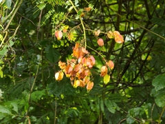 Serjania pyramidata
