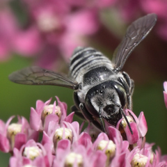 Megachile texana