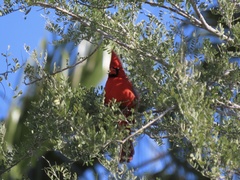 Cardinalis cardinalis superbus