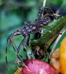 Leptoglossus gonagra