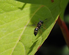 Parancistrocerus pensylvanicus