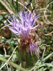 Carthamus mitissimus