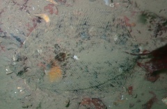 Zeugopterus norvegicus