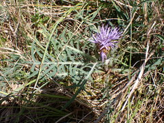 Carthamus mitissimus