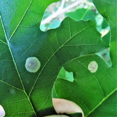 Polystepha quercifolia