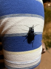 Carabus exaratus