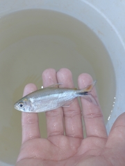 Serrapinnus piaba