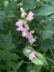 Penstemon calycosus