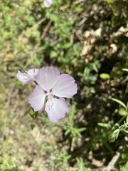 Clarkia dudleyana