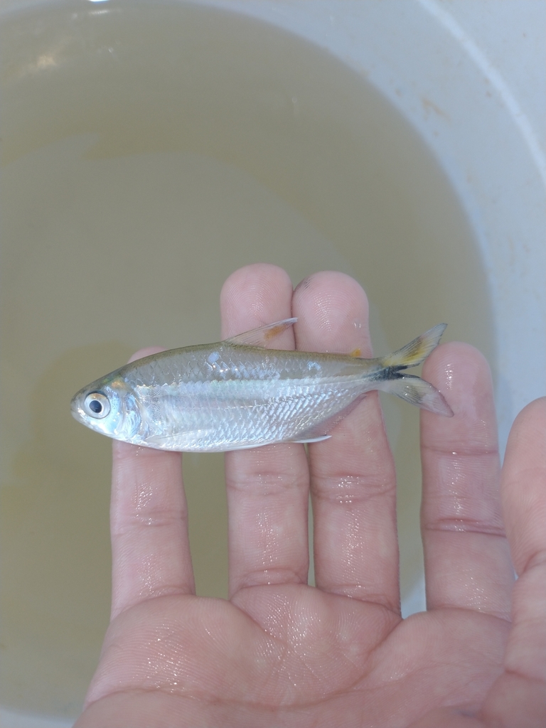 Giant Mini Tetra