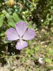 Clarkia dudleyana
