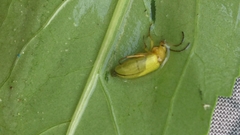 Cteniopus sulphureus