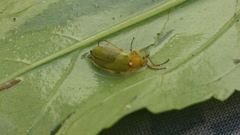 Cteniopus sulphureus