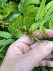 Carex laevivaginata