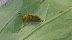 Cteniopus sulphureus