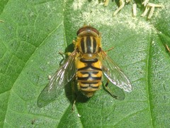 Parhelophilus frutetorum