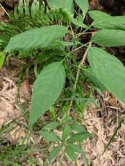 Clerodendrum cyrtophyllum