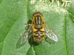 Parhelophilus frutetorum