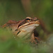 蛙屬 - Photo (c) Billy Lindblom，保留部份權利CC BY