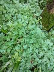 Selaginella uncinata