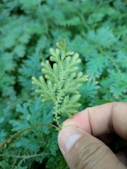 Selaginella uncinata