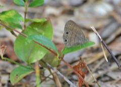 Hermeuptychia sosybius