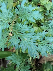 Selaginella uncinata