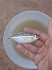 Serrapinnus piaba