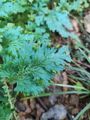 Selaginella uncinata