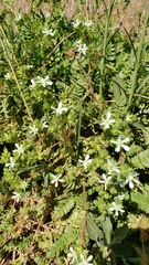 Horkelia clevelandii