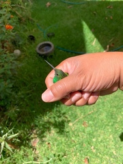 Saucerottia beryllina