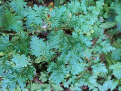 Selaginella uncinata