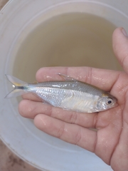 Serrapinnus piaba