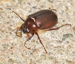 Phyllophaga crassissima