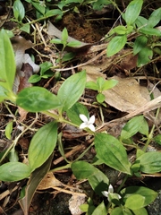 Exallage chrysotricha