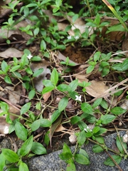 Exallage chrysotricha