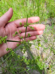 Cyperus pseudovegetus