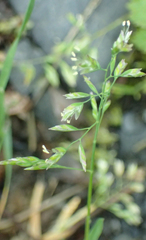 Poa alpina