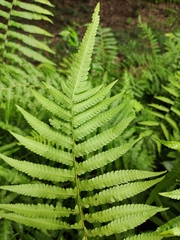 Christella acuminata